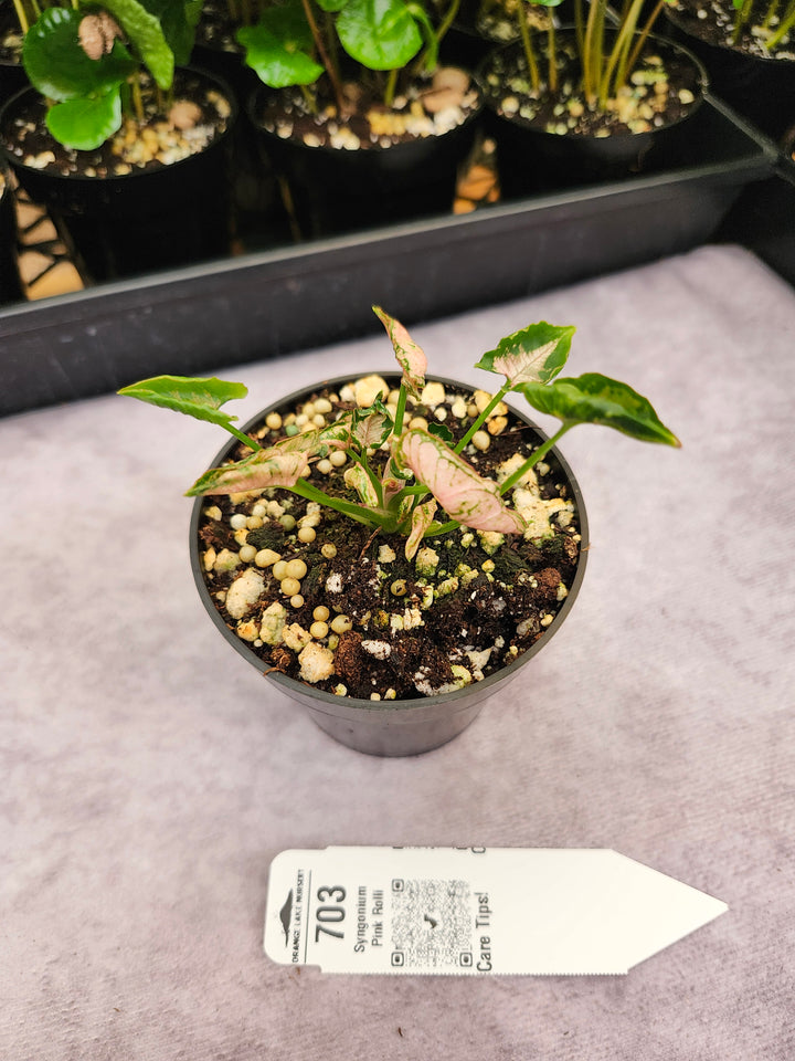 Syngonium Pink Rolli (3in)- 703