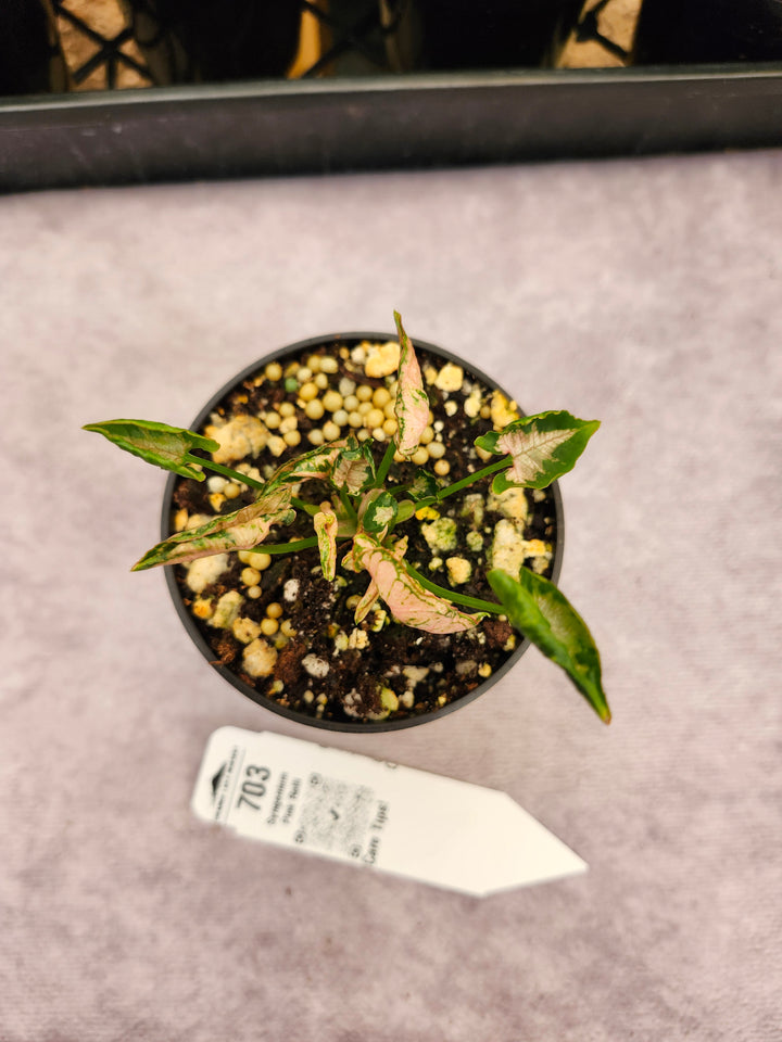 Syngonium Pink Rolli (3in)- 703