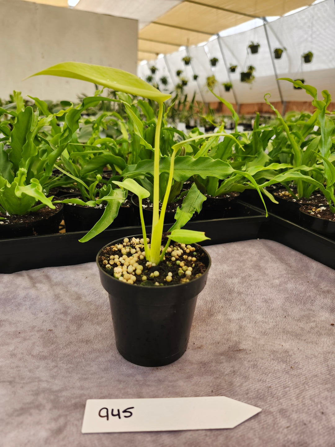 Monstera Deliciosa Lemon Lime (3in)-945