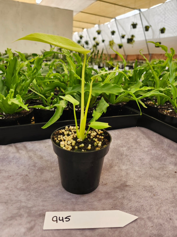 Monstera Deliciosa Lemon Lime (3in)-945