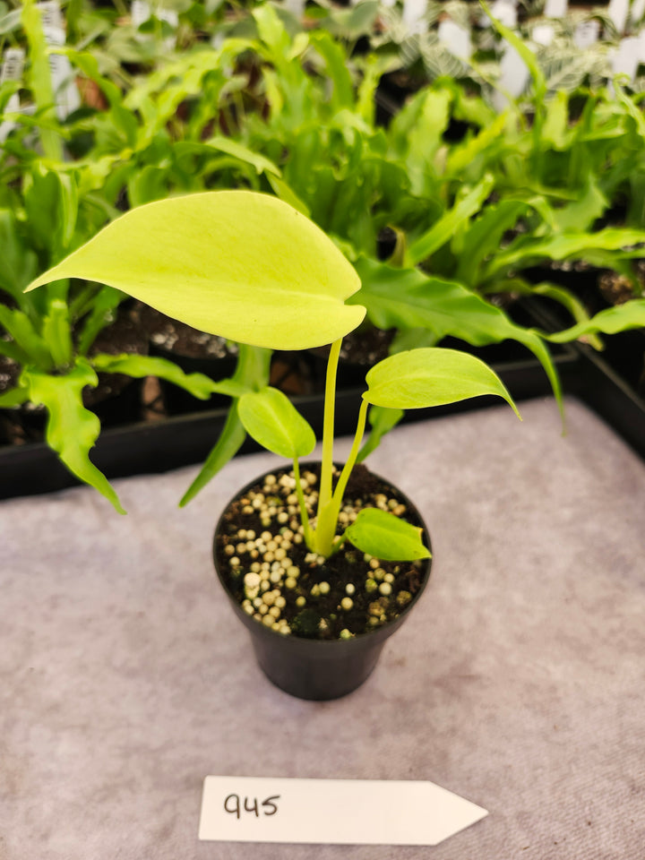Monstera Deliciosa Lemon Lime (3in)-945