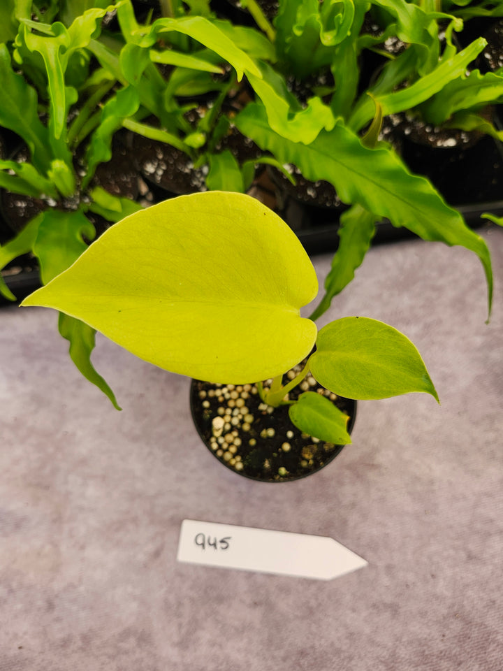 Monstera Deliciosa Lemon Lime (3in)-945