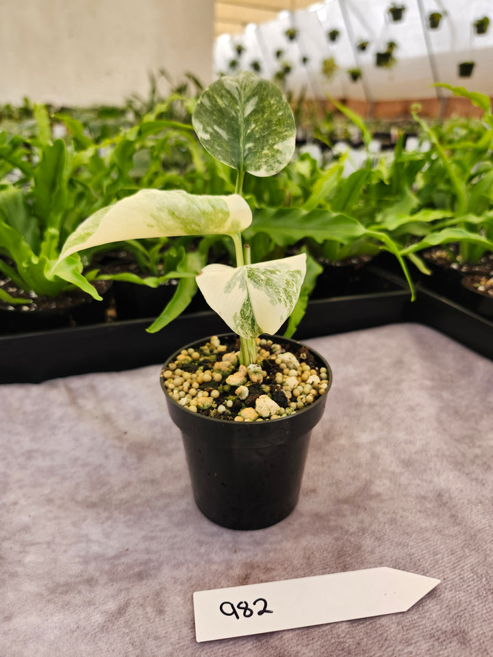 Monstera Green Snow (3in)- 982