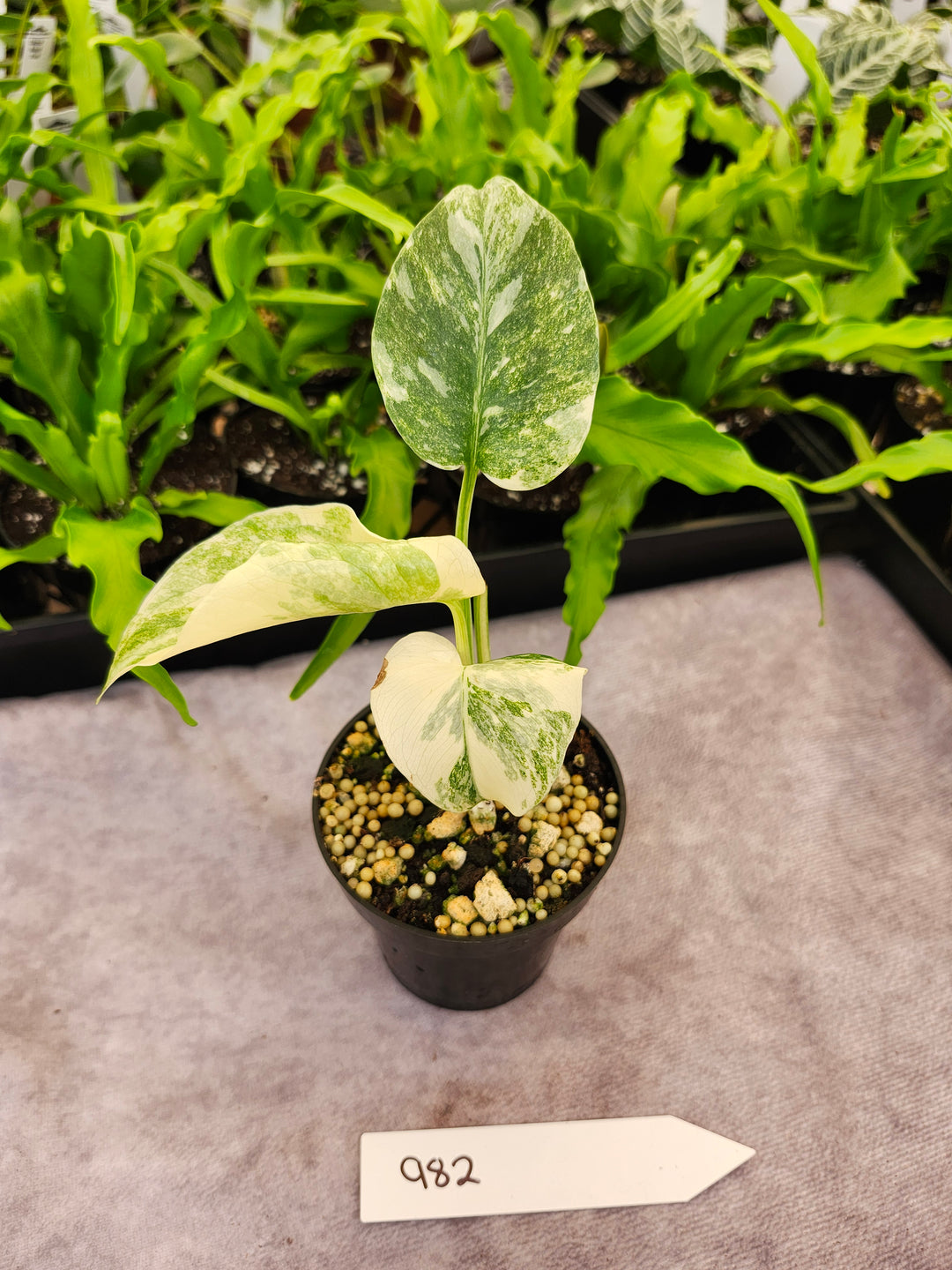 Monstera Green Snow (3in)- 982