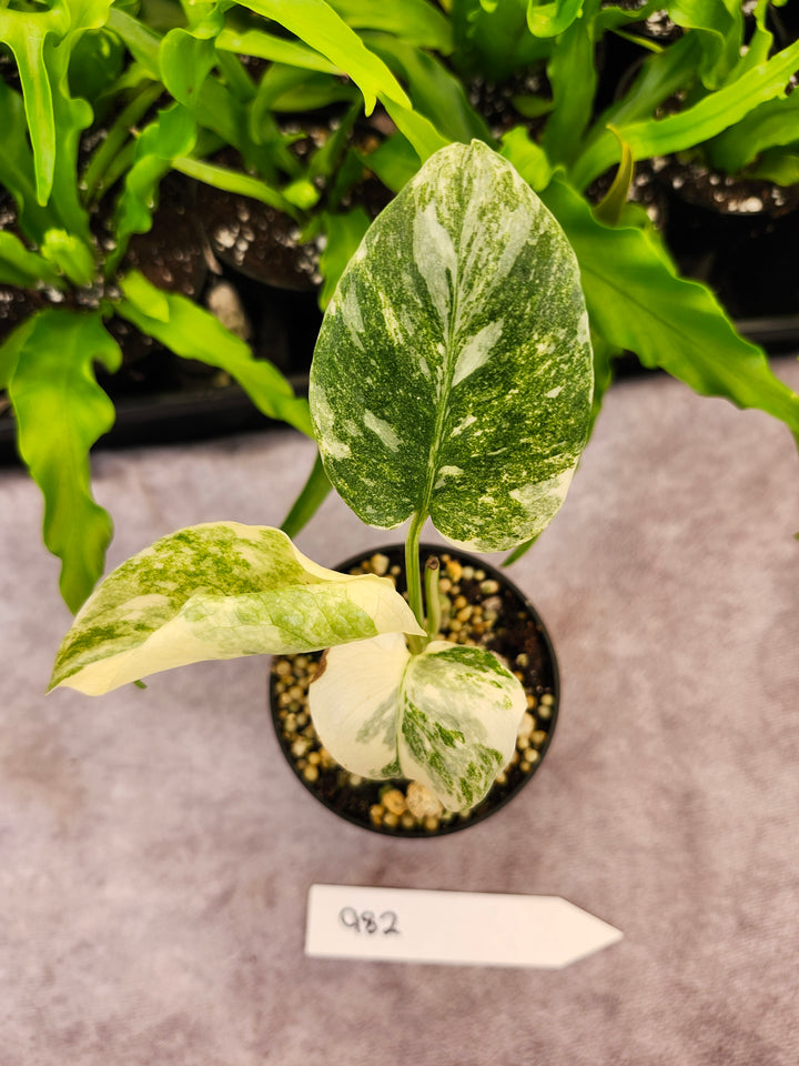 Monstera Green Snow (3in)- 982