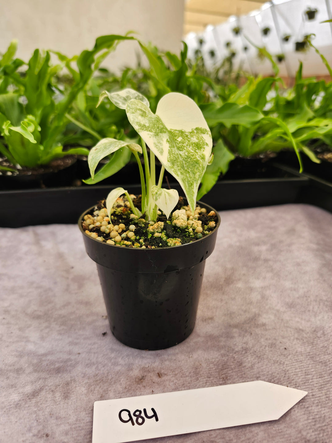 Monstera Green Snow (3in)- 984
