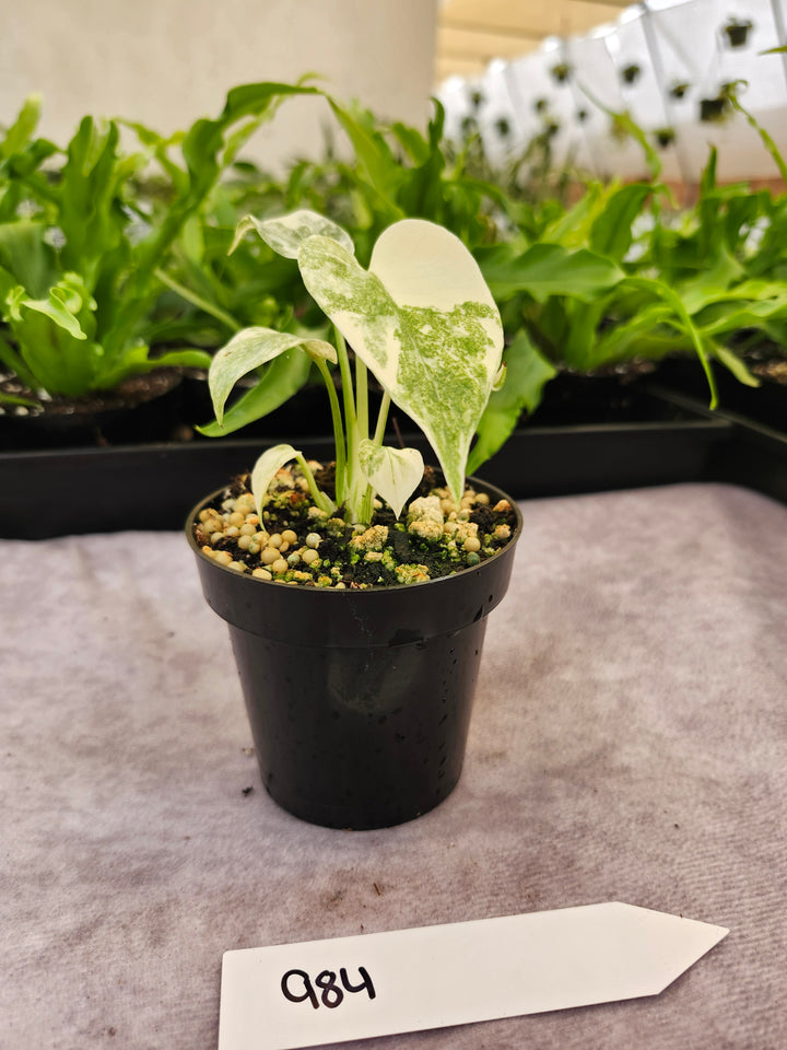 Monstera Green Snow (3in)- 984