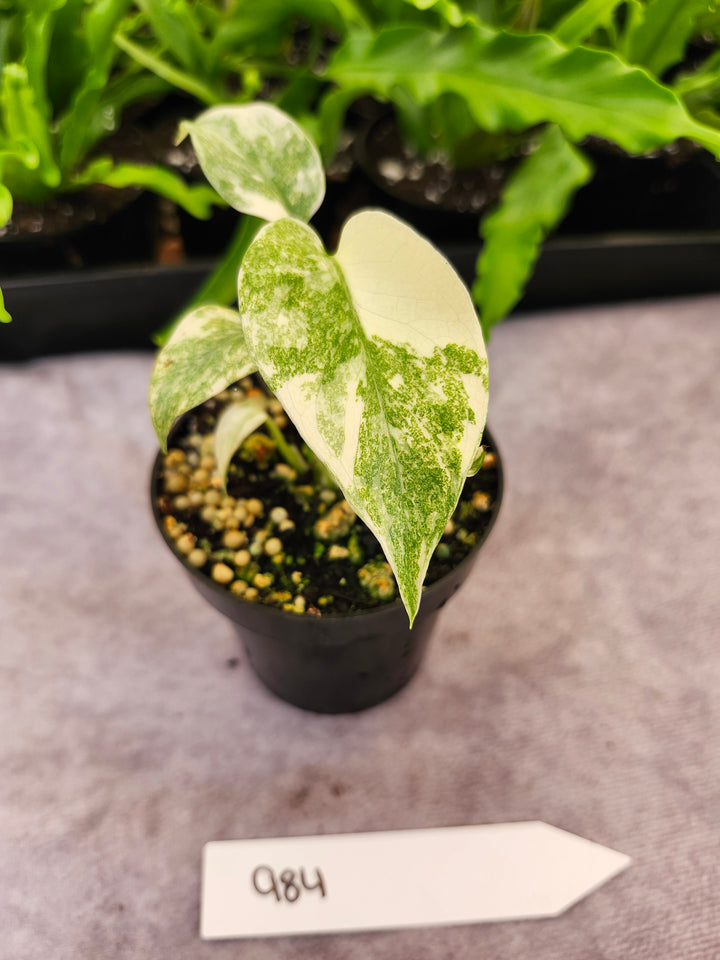 Monstera Green Snow (3in)- 984