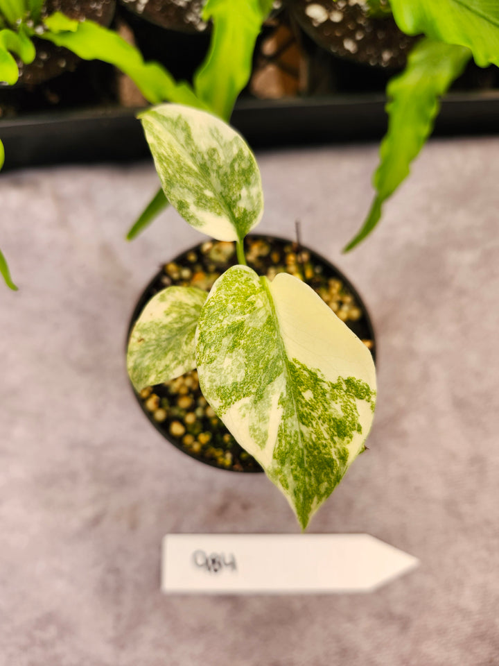 Monstera Green Snow (3in)- 984