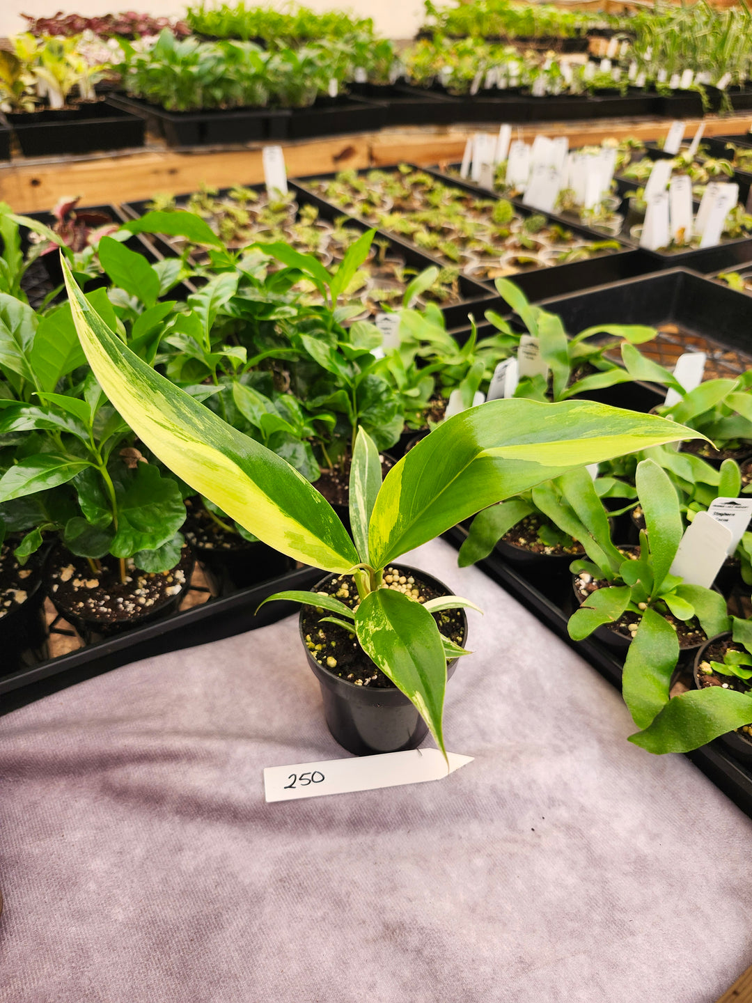 Philodendron Caramel Marble (3in)- 250