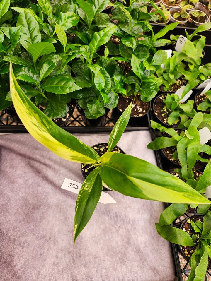 Philodendron Caramel Marble (3in)- 250