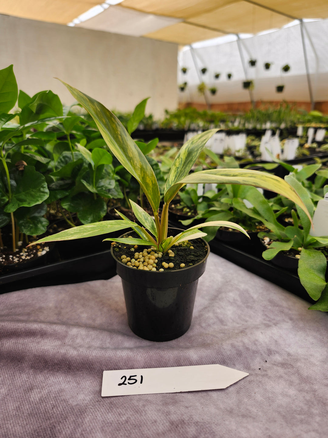 Philodendron Caramel Marble (3in)- 251