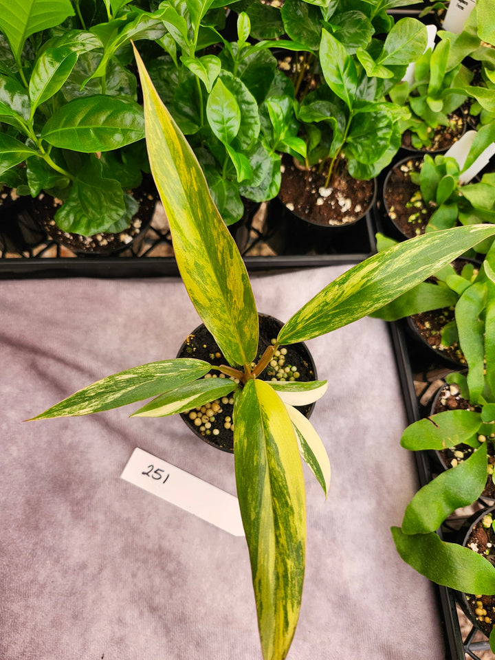 Philodendron Caramel Marble (3in)- 251