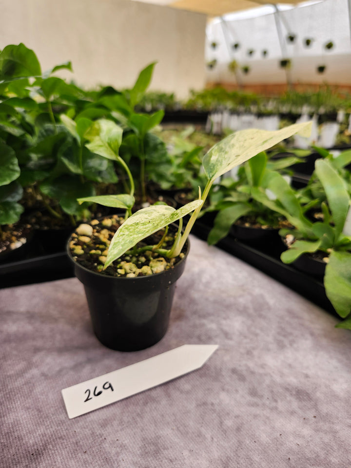 Epipremnum Pinnatum &