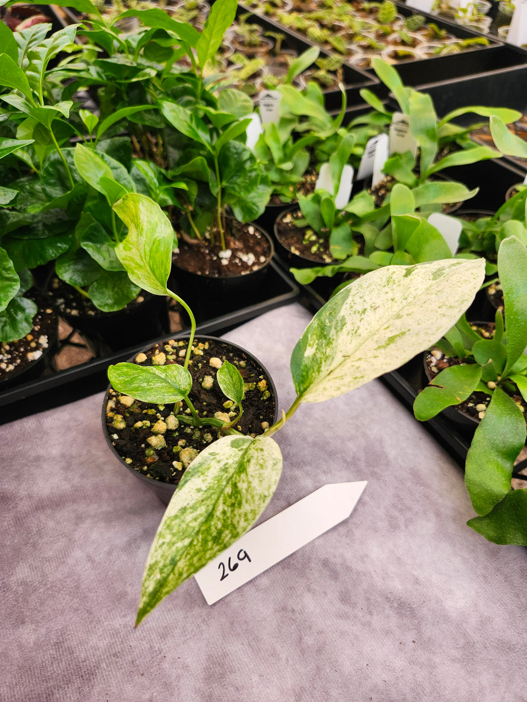 Epipremnum Pinnatum &