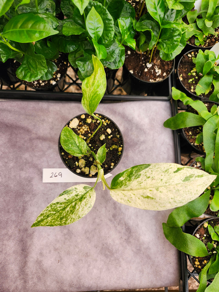 Epipremnum Pinnatum &
