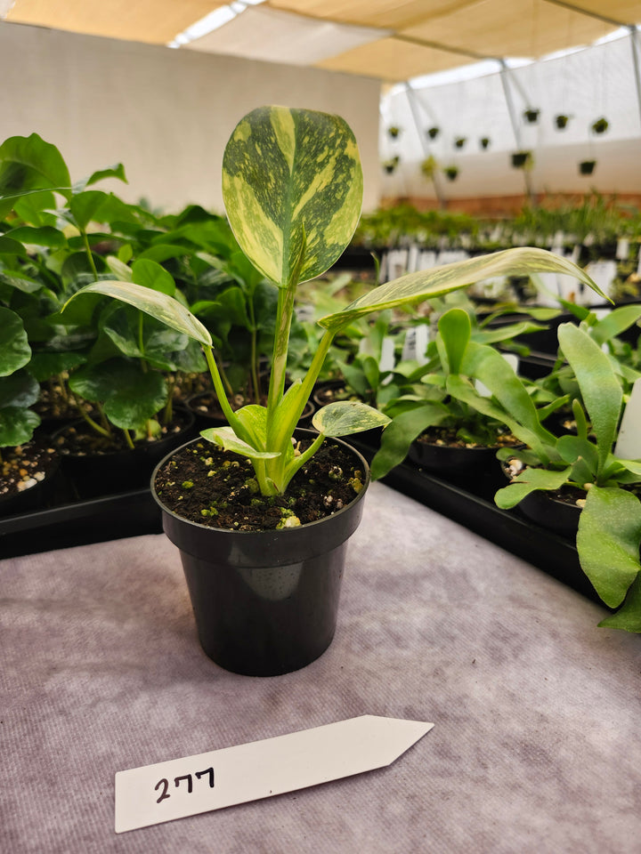Philodendron Green Congo Nuclear (3in)-277