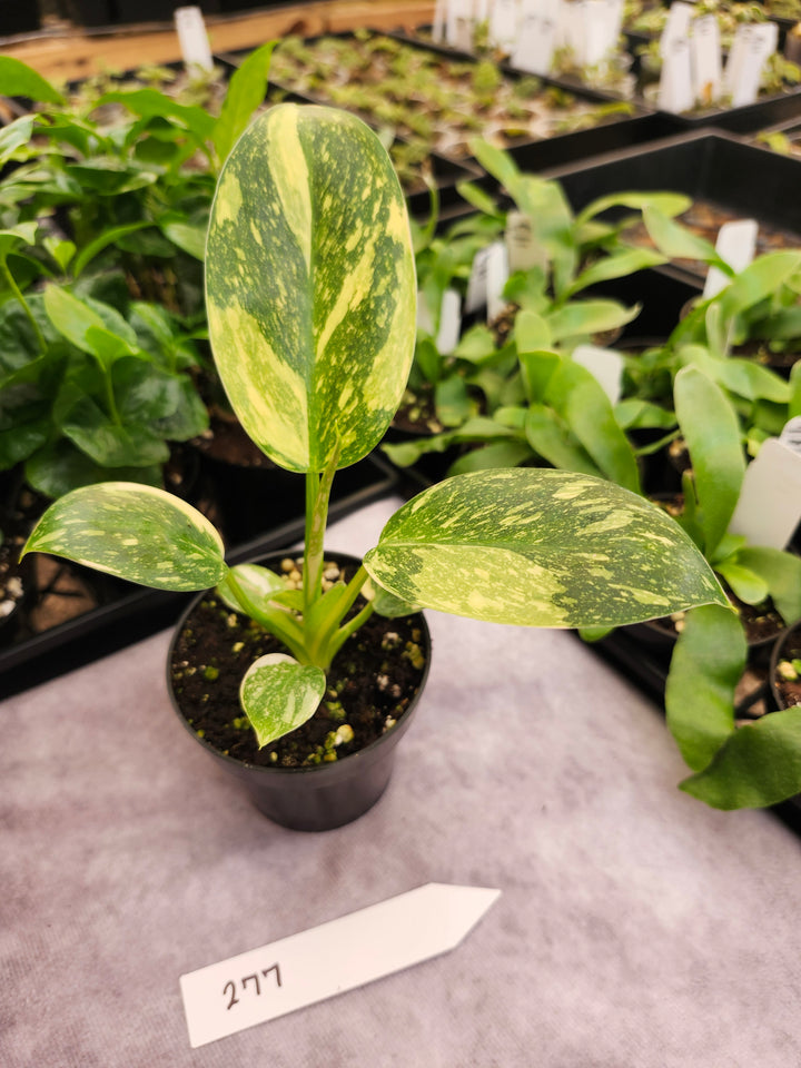 Philodendron Green Congo Nuclear (3in)-277