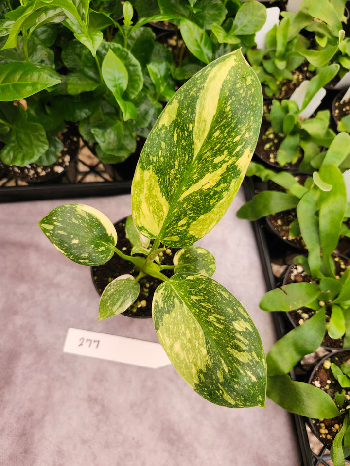 Philodendron Green Congo Nuclear (3in)-277