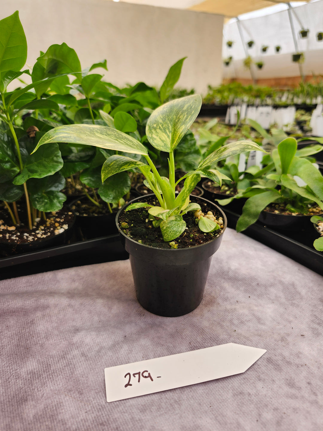 Philodendron Green Congo Nuclear (3in)-279