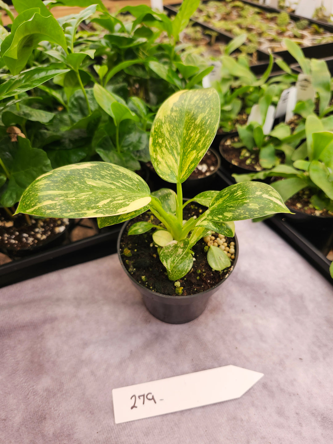 Philodendron Green Congo Nuclear (3in)-279