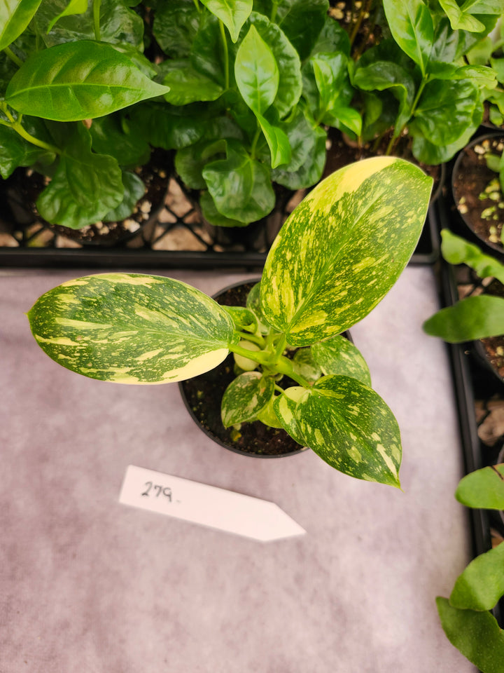 Philodendron Green Congo Nuclear (3in)-279