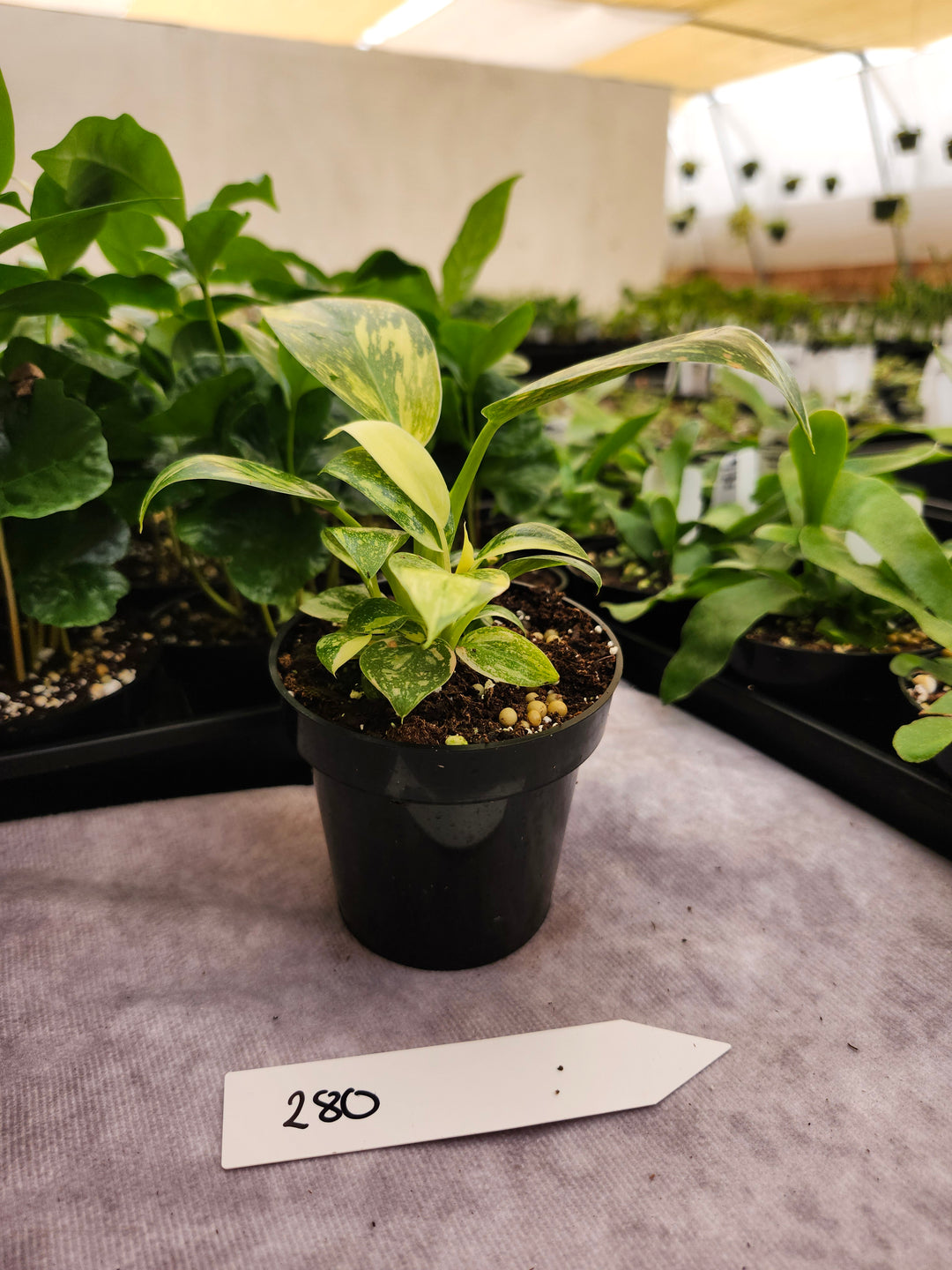 Philodendron Green Congo Nuclear (3in)-280