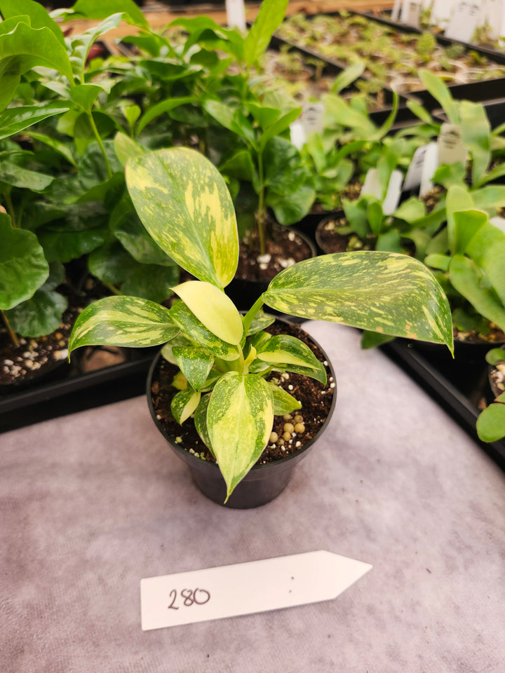 Philodendron Green Congo Nuclear (3in)-280