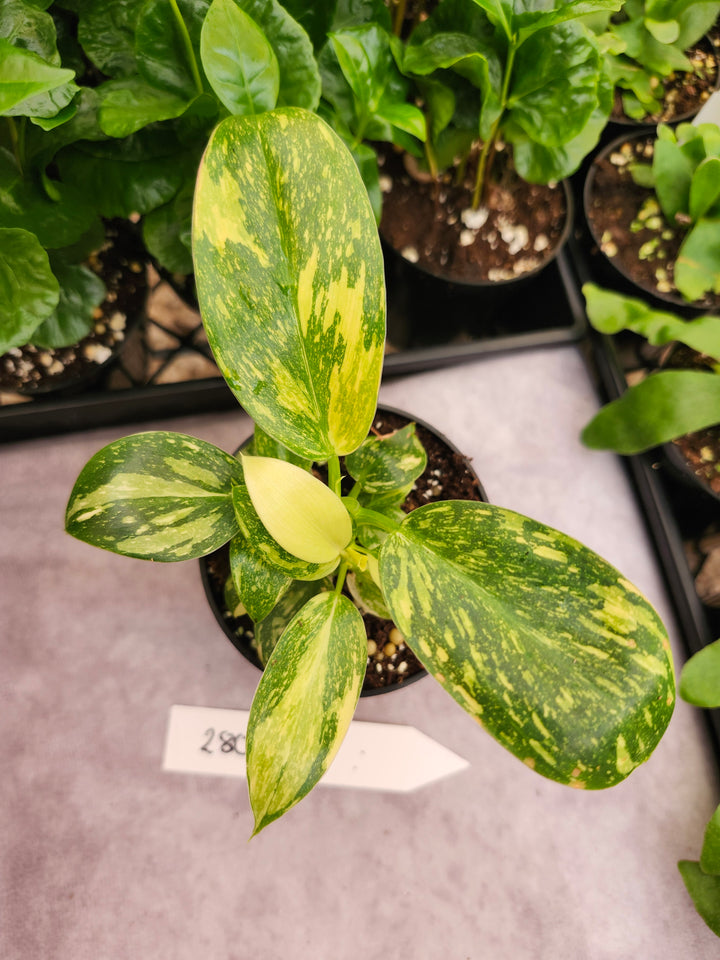 Philodendron Green Congo Nuclear (3in)-280