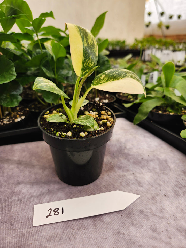 Philodendron Green Congo Nuclear (3in)-281