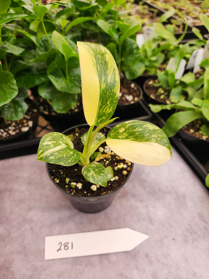 Philodendron Green Congo Nuclear (3in)-281