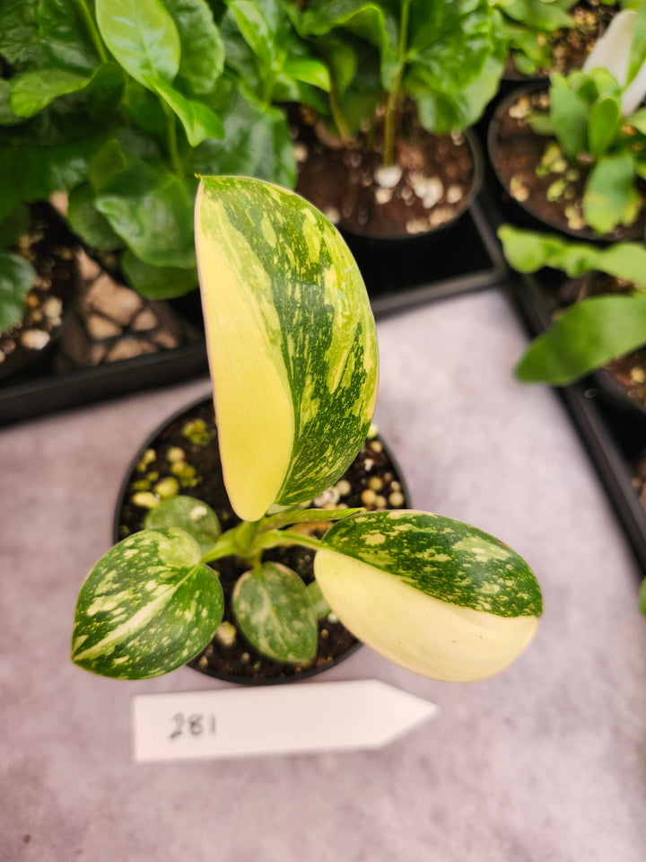 Philodendron Green Congo Nuclear (3in)-281