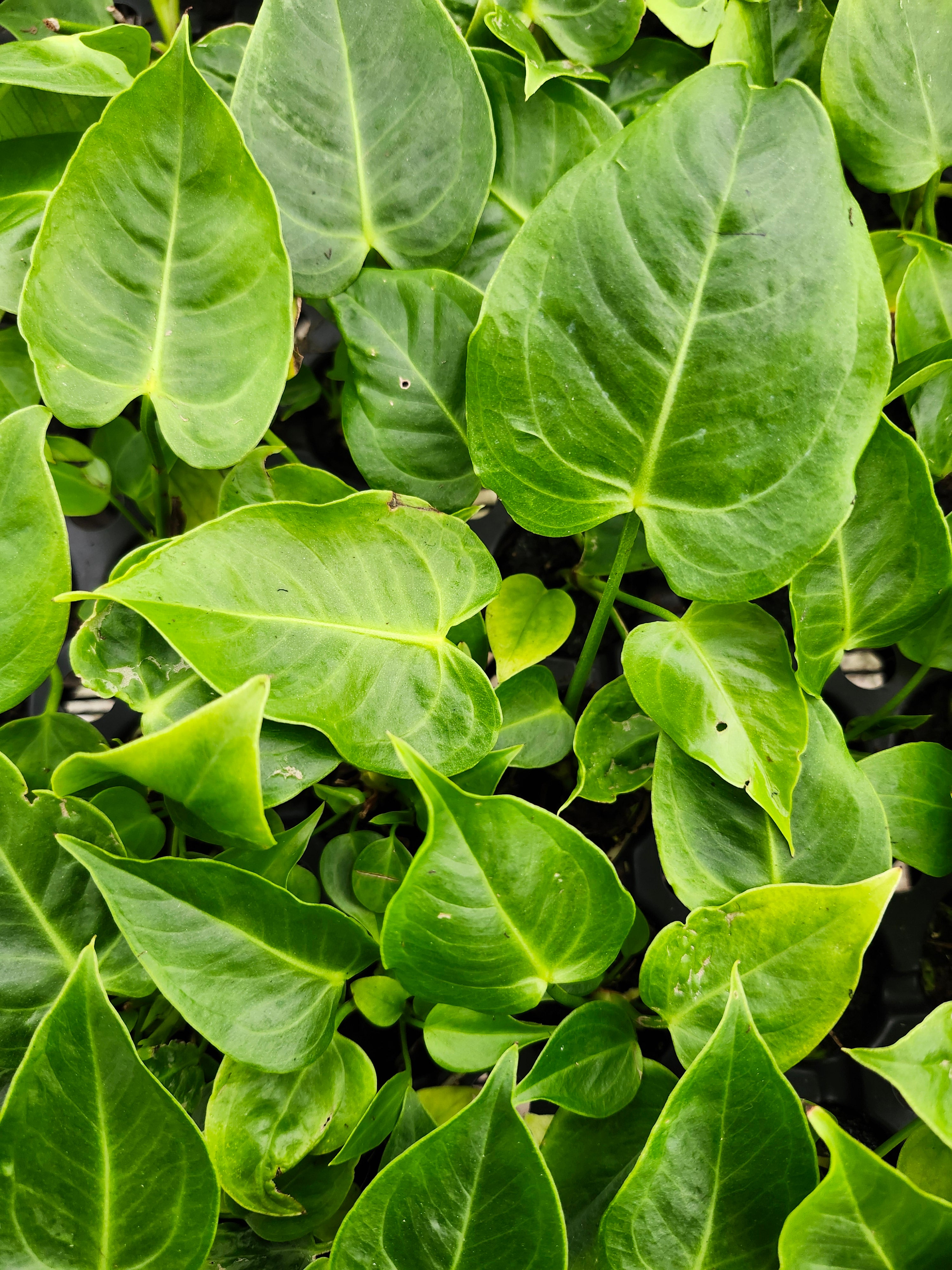 Orange Lake Nursery Anthurium Veitchii