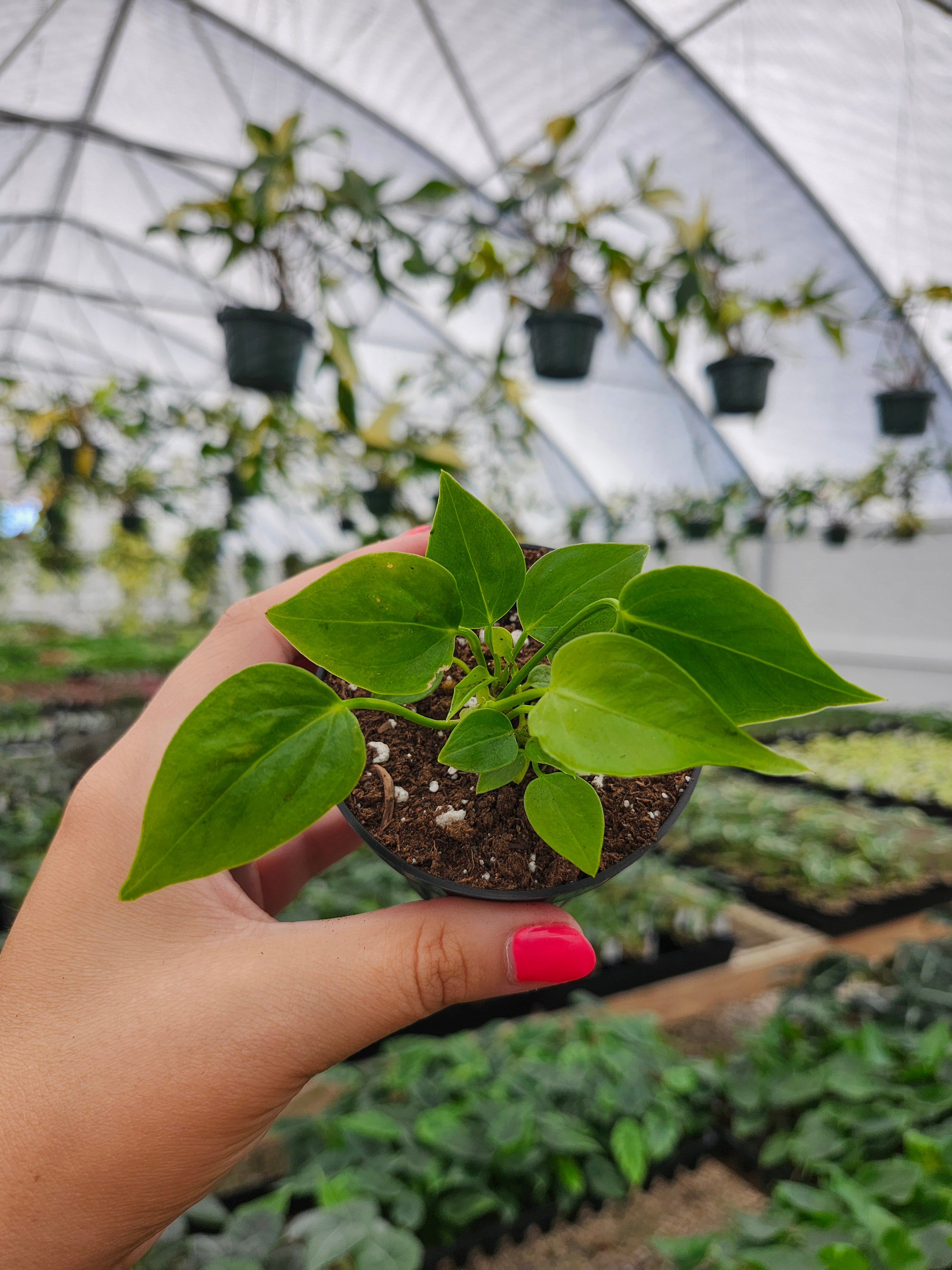 Orange Lake Nursery Anthurium Veitchii - Thumbnail 5