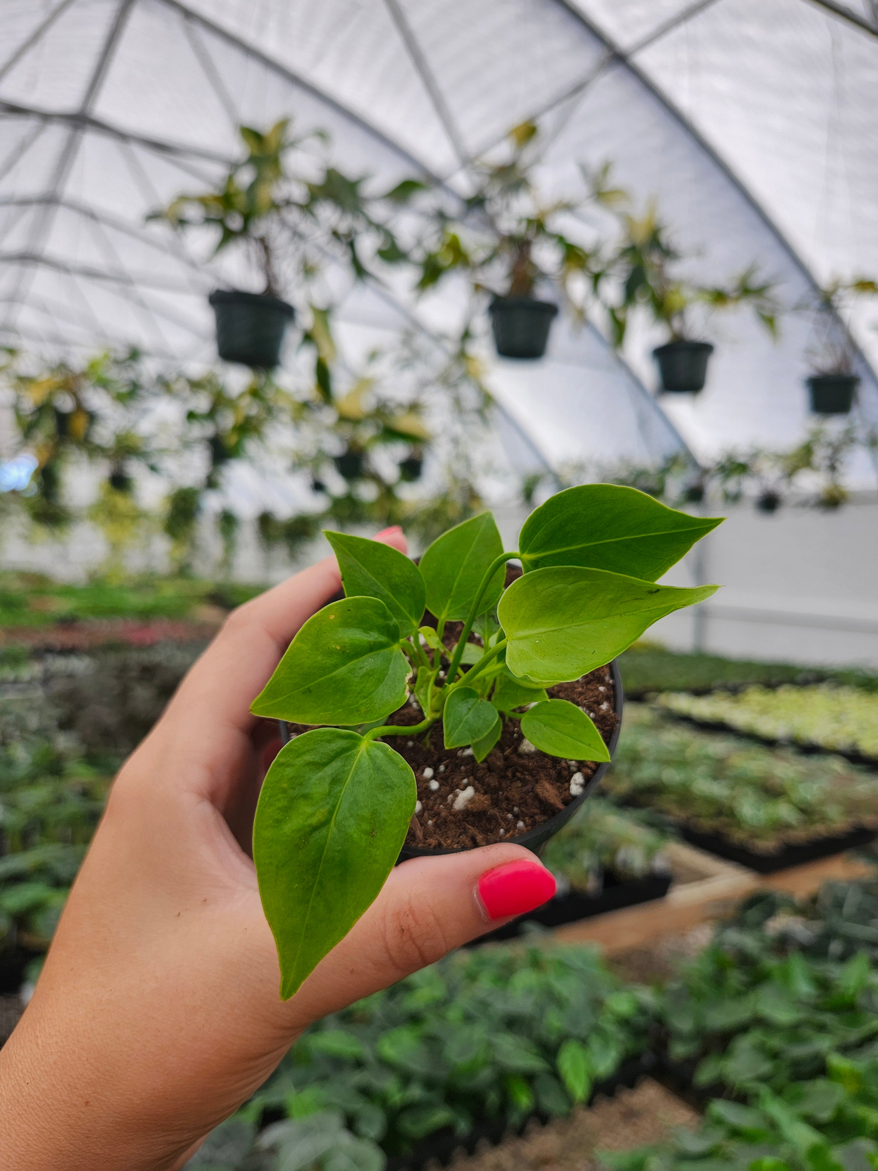 Orange Lake Nursery Anthurium Veitchii - Thumbnail 2