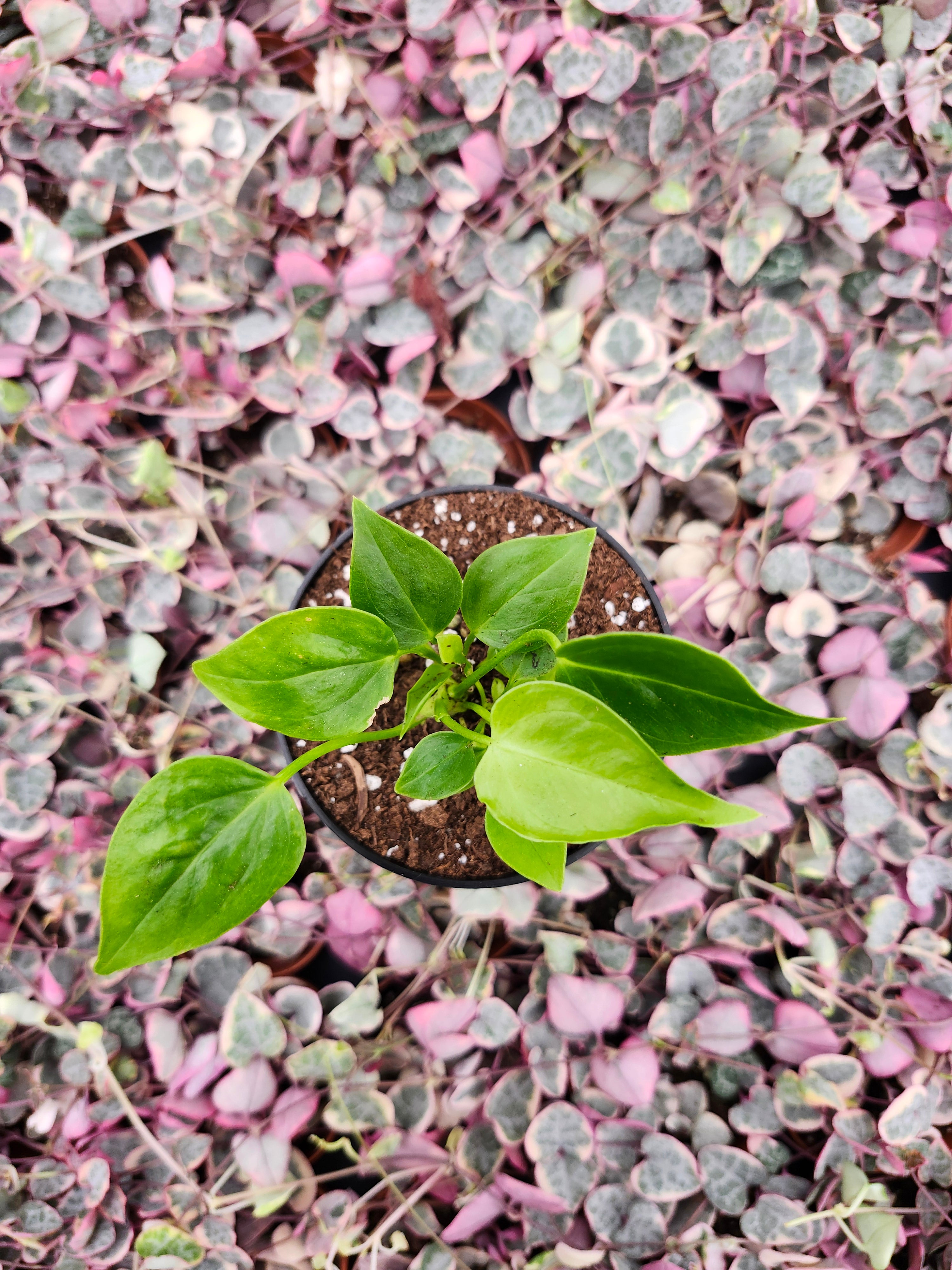 Orange Lake Nursery Anthurium Veitchii - Thumbnail 4