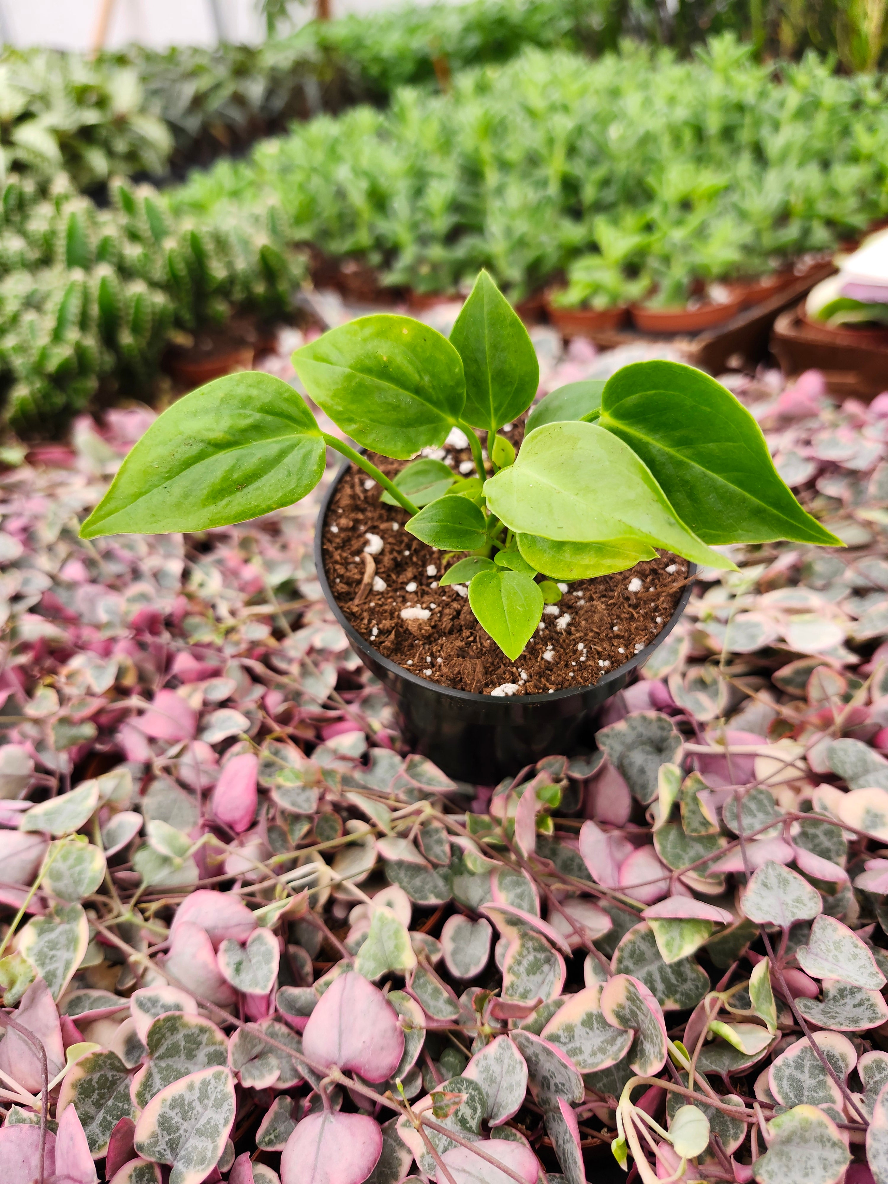 Orange Lake Nursery Anthurium Veitchii - Thumbnail 3