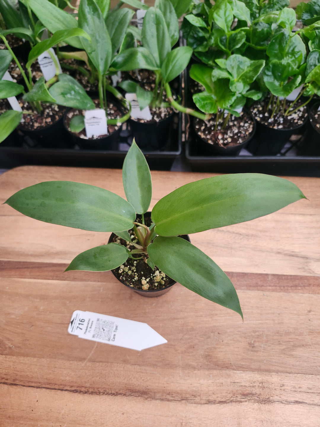 Philodendron Florida Bronze (3in)-716