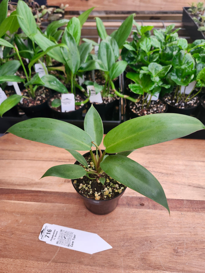 Philodendron Florida Bronze (3in)-716