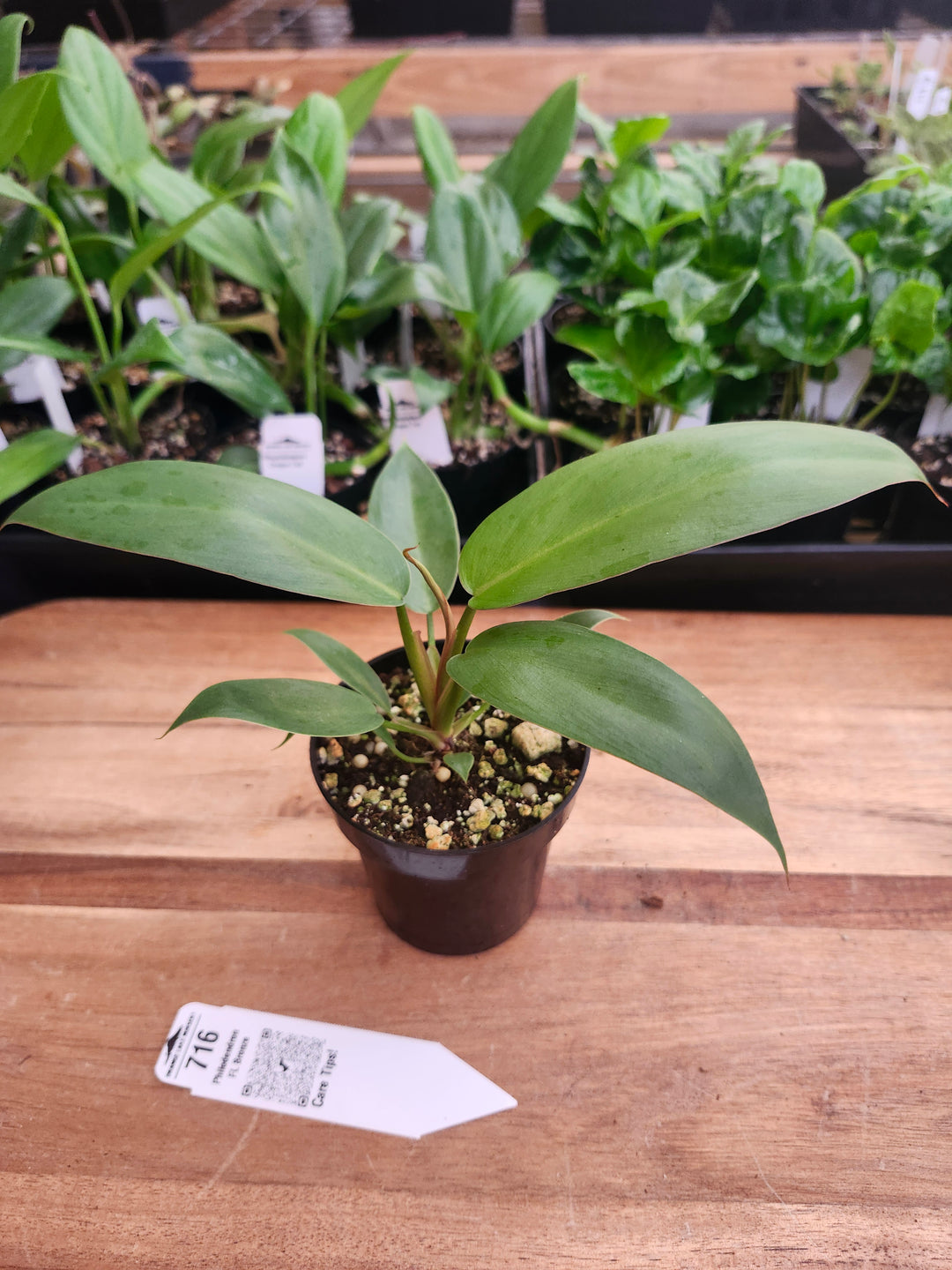 Philodendron Florida Bronze (3in)-716
