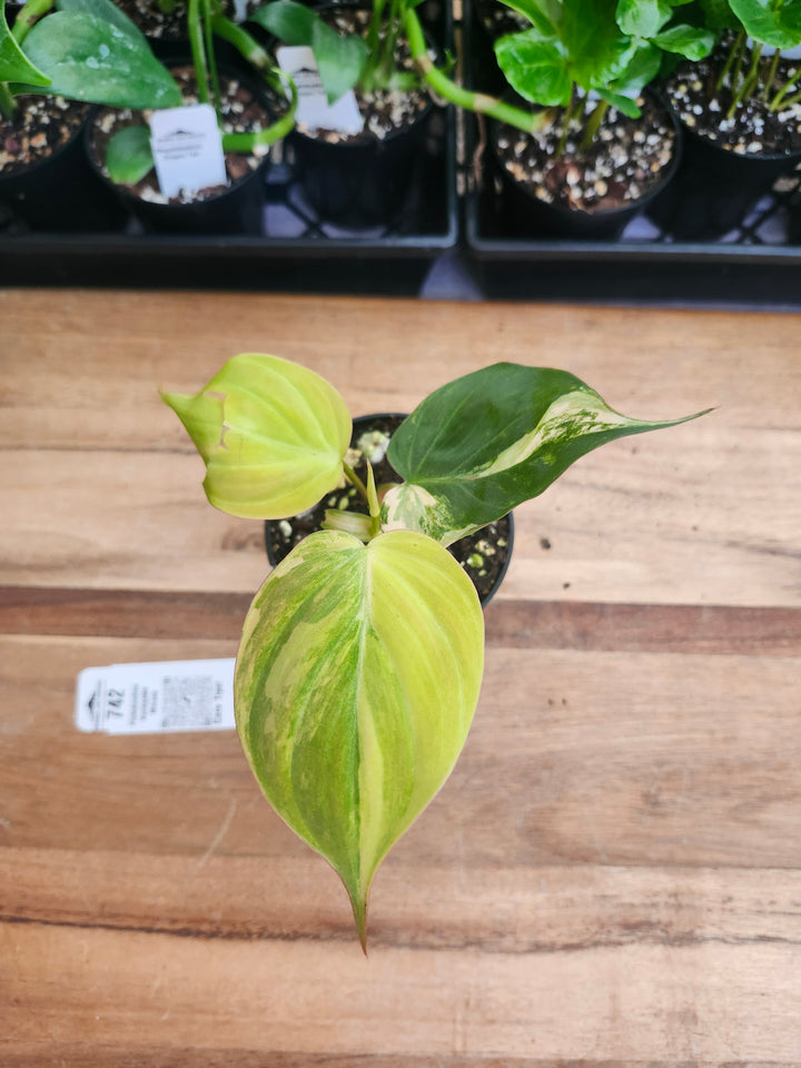 Philodendron Variegated  Micans (3in)- 742