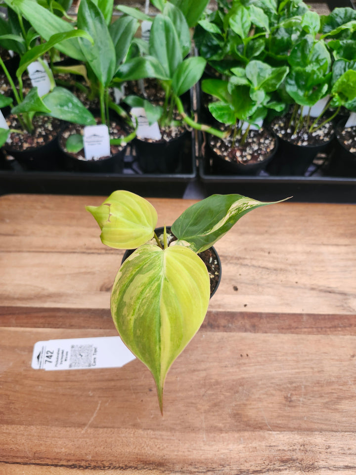 Philodendron Variegated  Micans (3in)- 742