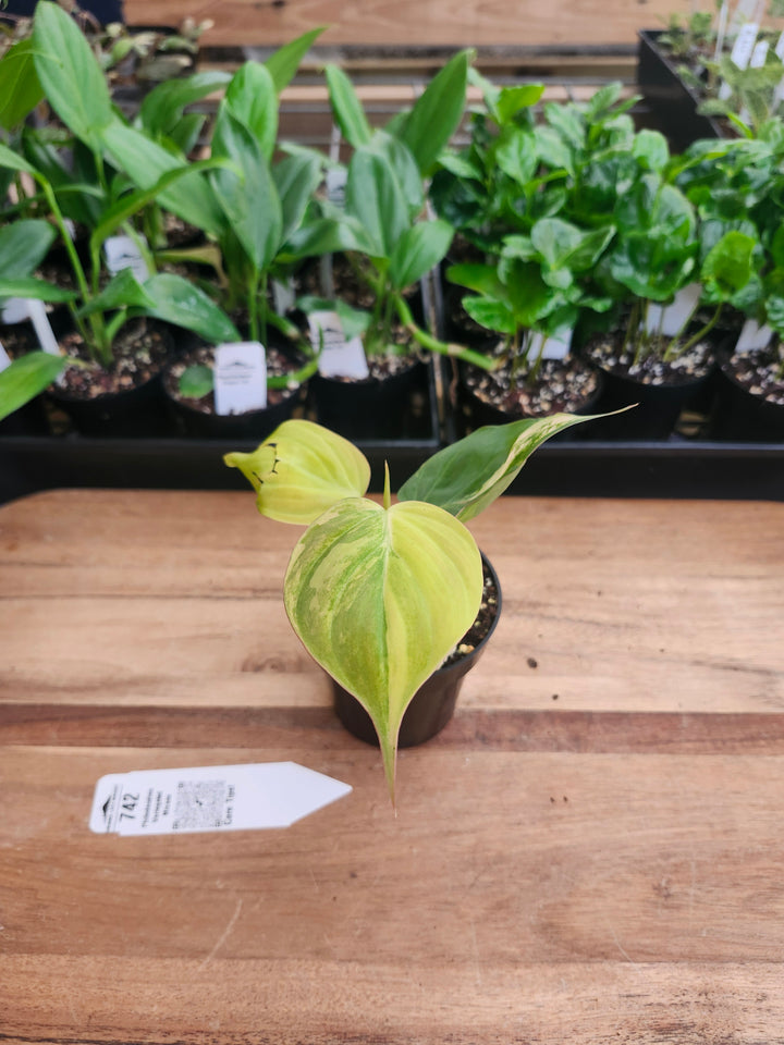 Philodendron Variegated  Micans (3in)- 742