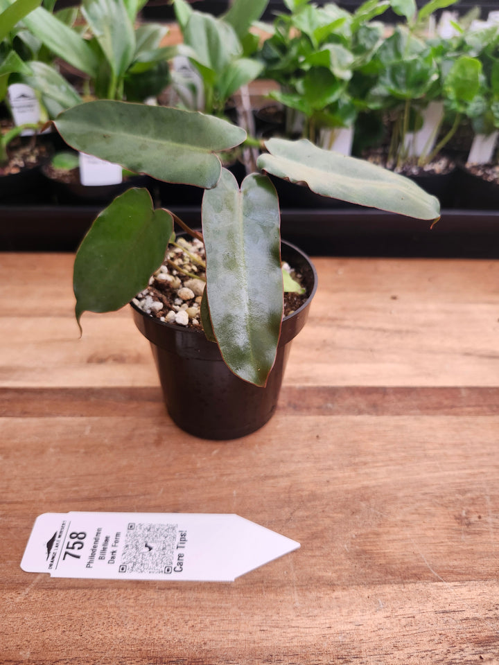 Philodendron Billietiae Dark Form (3in)-758