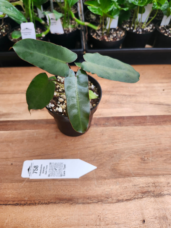 Philodendron Billietiae Dark Form (3in)-758