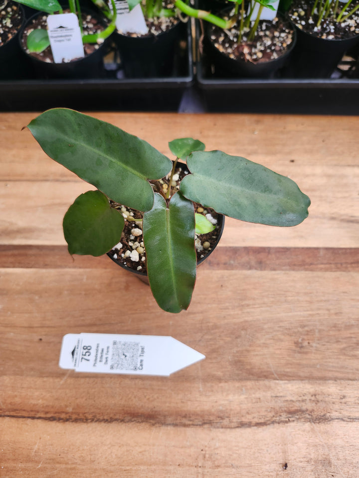 Philodendron Billietiae Dark Form (3in)-758