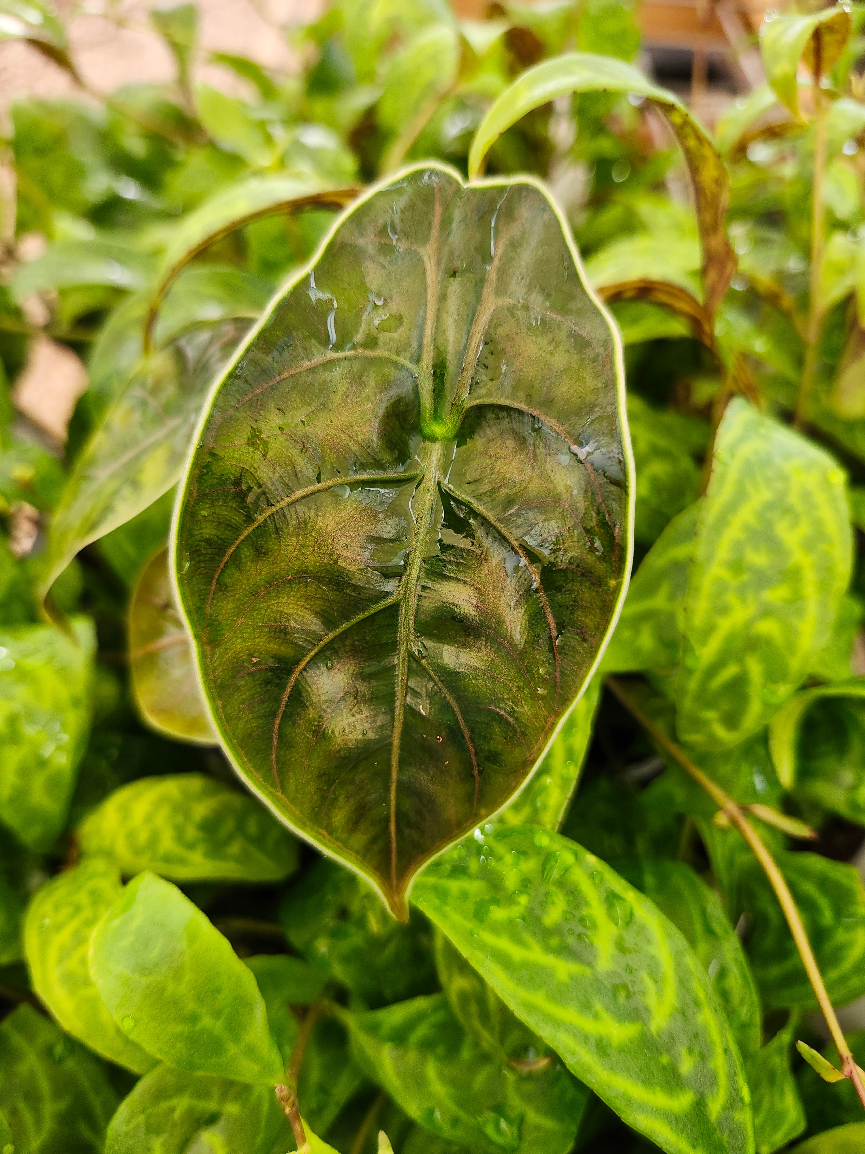 Alocasia Azlanii – Orange Lake Nursery
