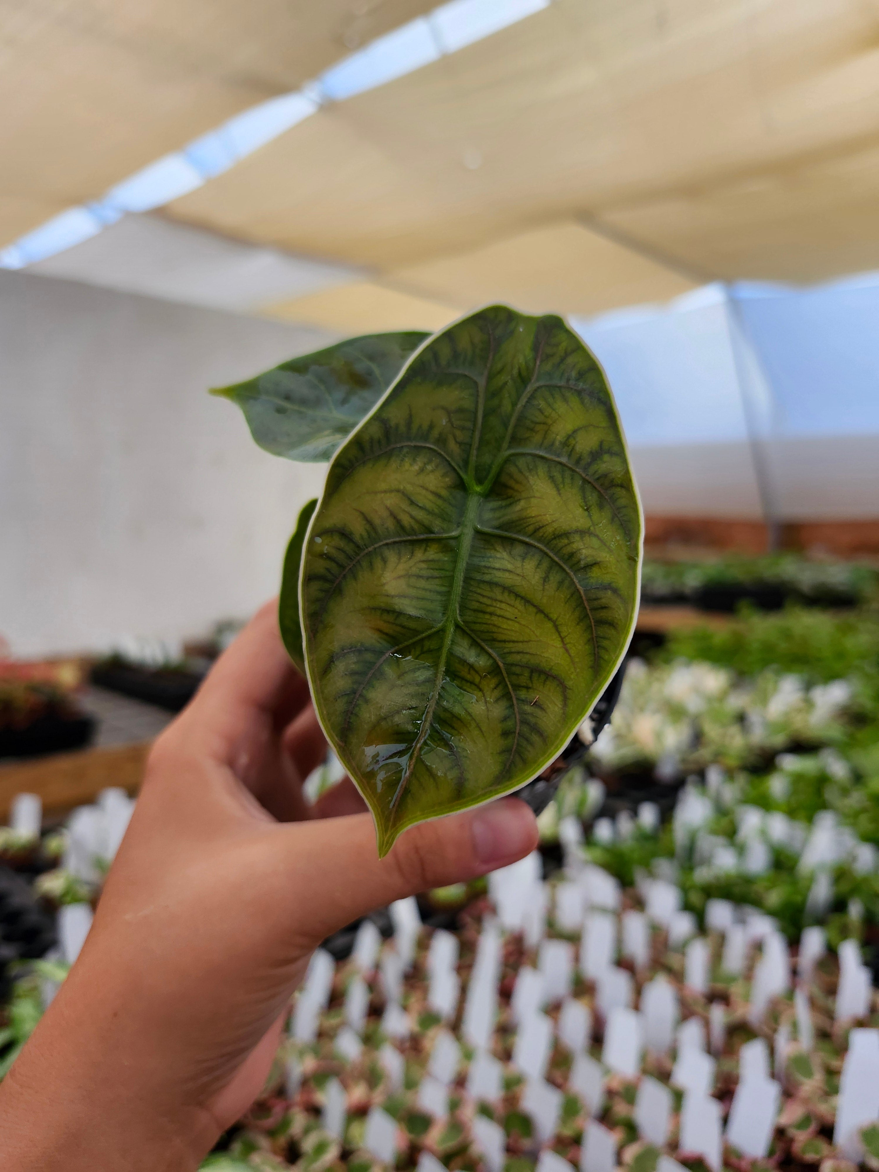Alocasia Azlanii – Orange Lake Nursery