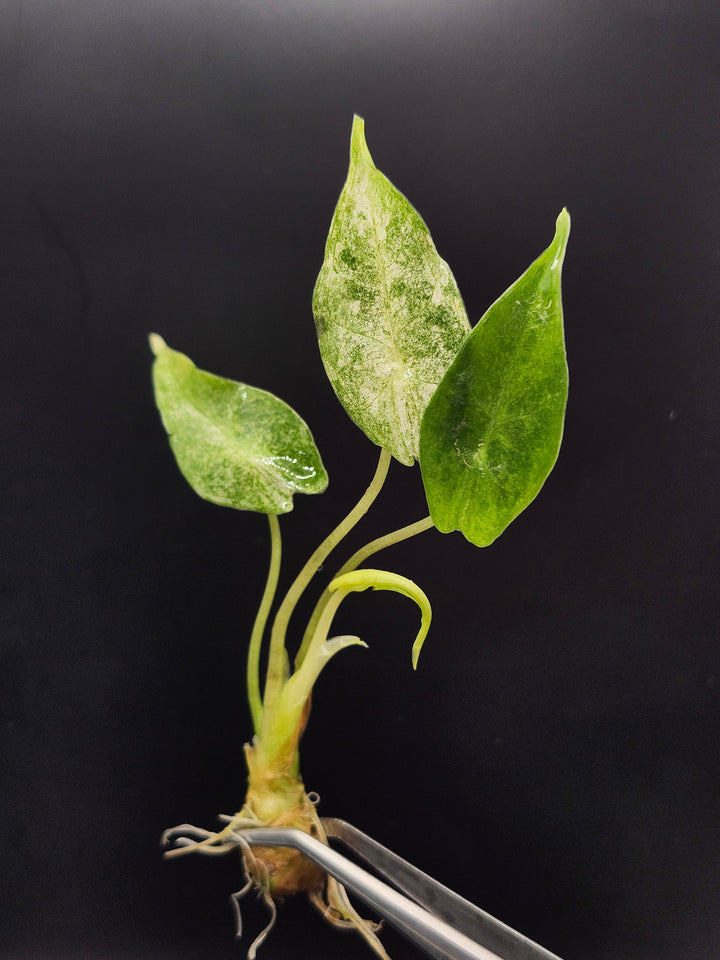 Alocasia Longilobia Black Saturn Stardust Tissue Culture