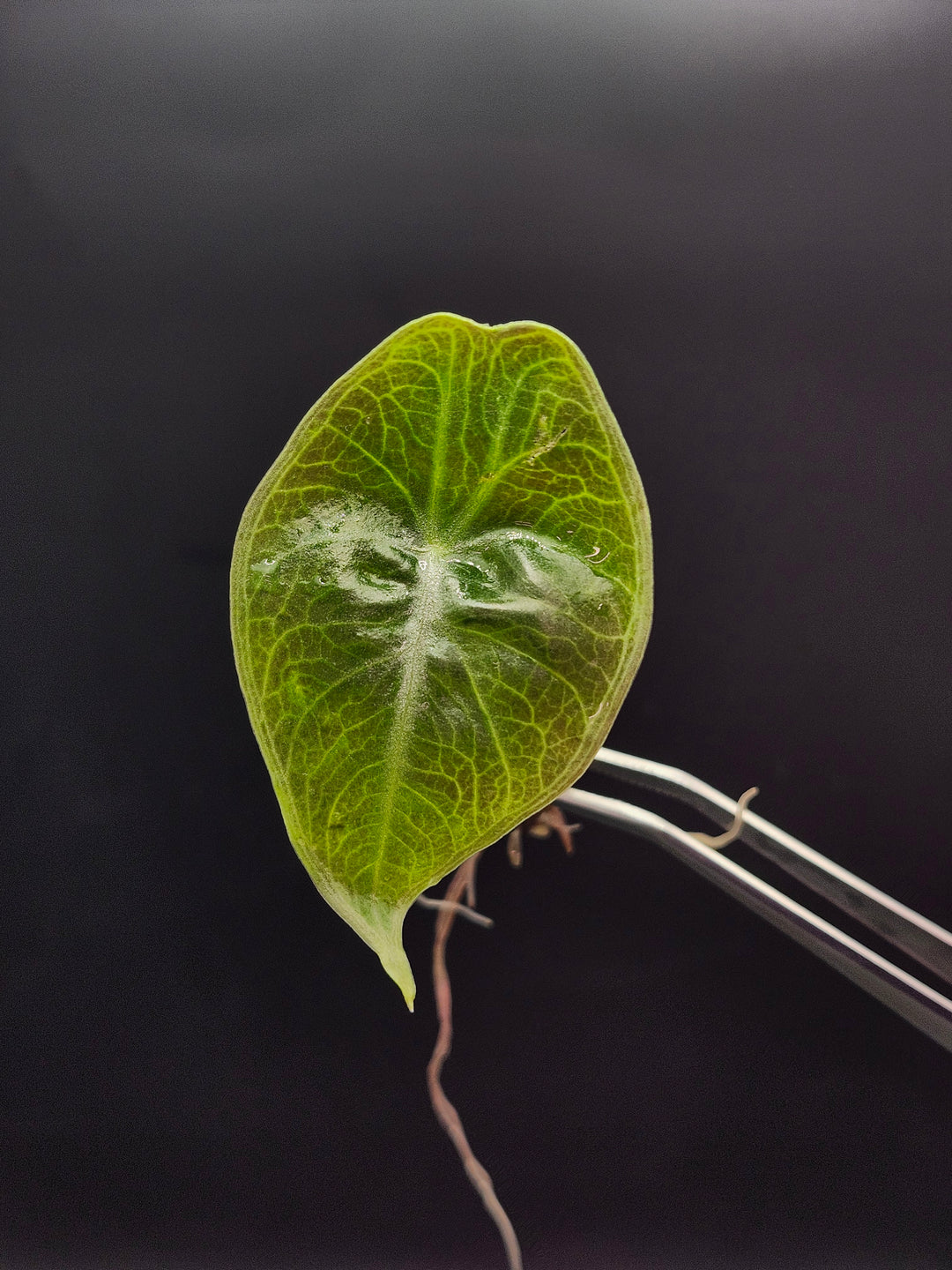 Alocasia Longiloba Purple Tissue Culture